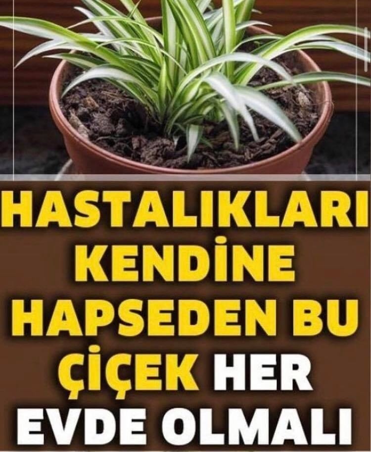 Ev Çiçeği, Evdeki Oksijeni Temizleyip, Hastalıkları Kendine Hapsediyor