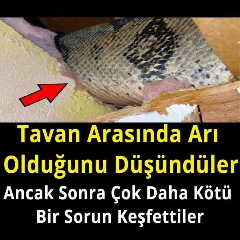Arı Olduğunu Düşündüler bakın ne çıktı