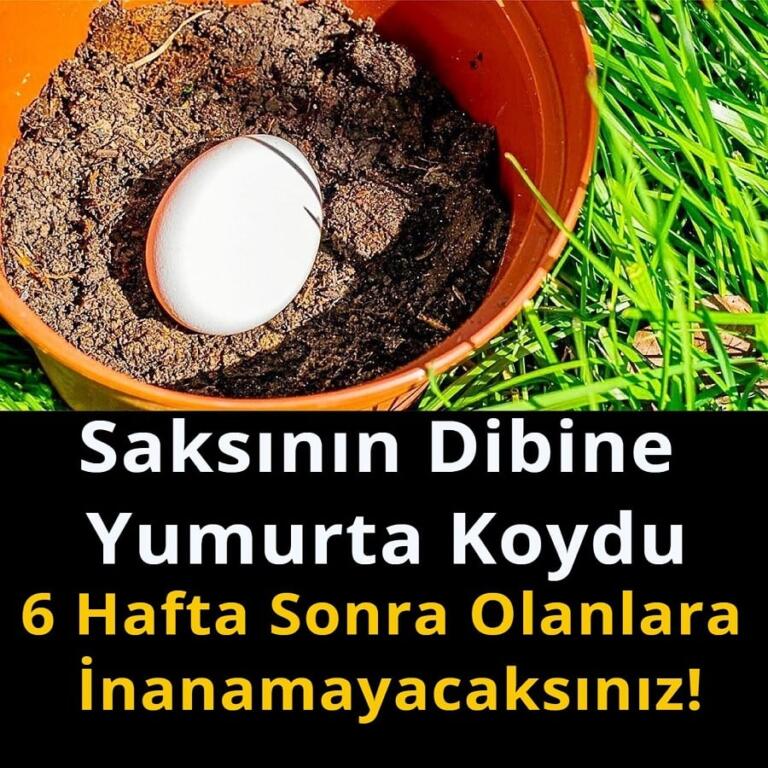 Saksının dibine yumurta koydu! 6 hafta sonra bakın neler oldu
